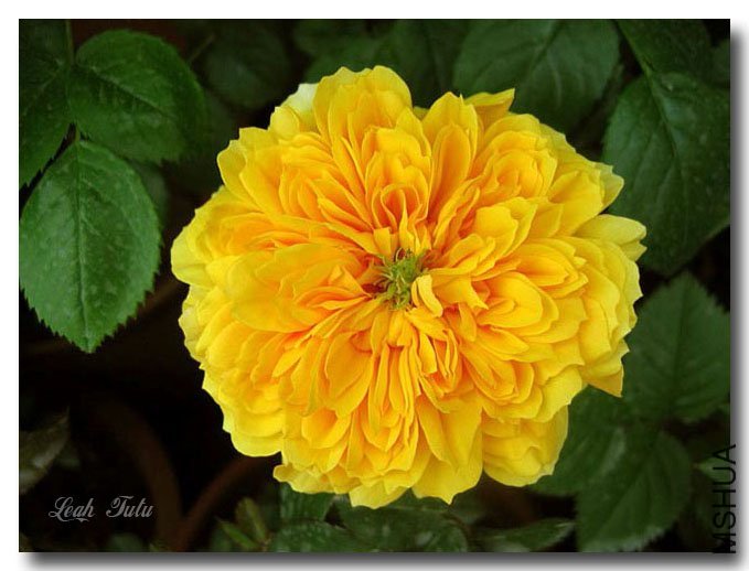 ���ͼͼ4of Yifei1406.jpg