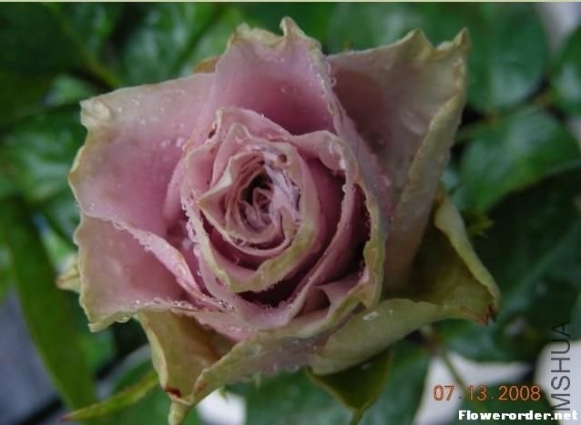 �������ˣ�OLD DUTCH��.jpg