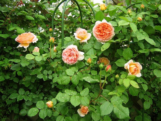 �ǲ��������1 of Yifei1406.jpg