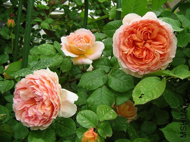 �ǲ��������2 of Yifei1406.jpg