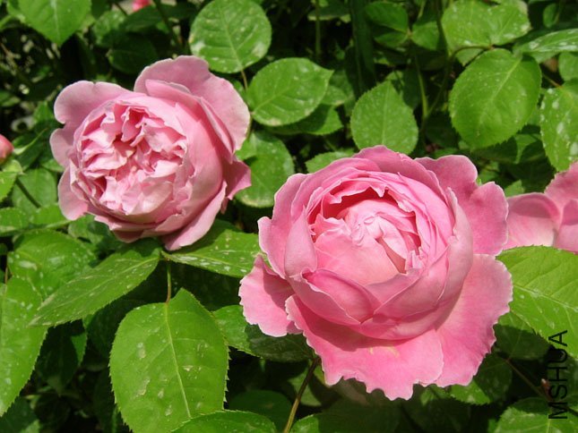 ����•��˹1 of Yifei1406.jpg