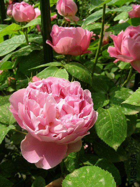 ����•��˹2 of Yifei1406.jpg