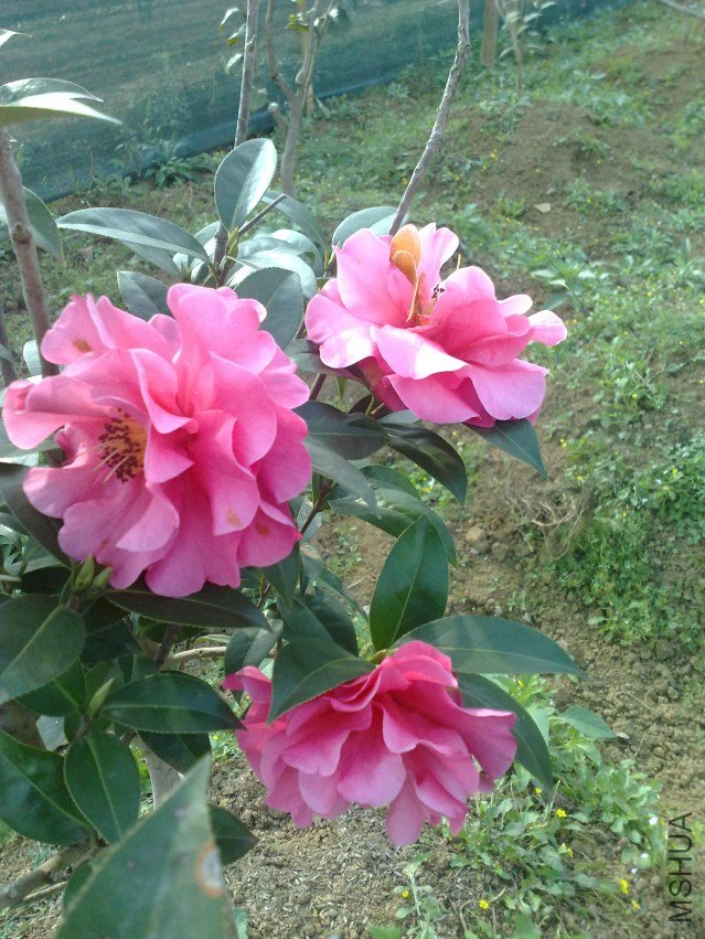 201202181226.jpg