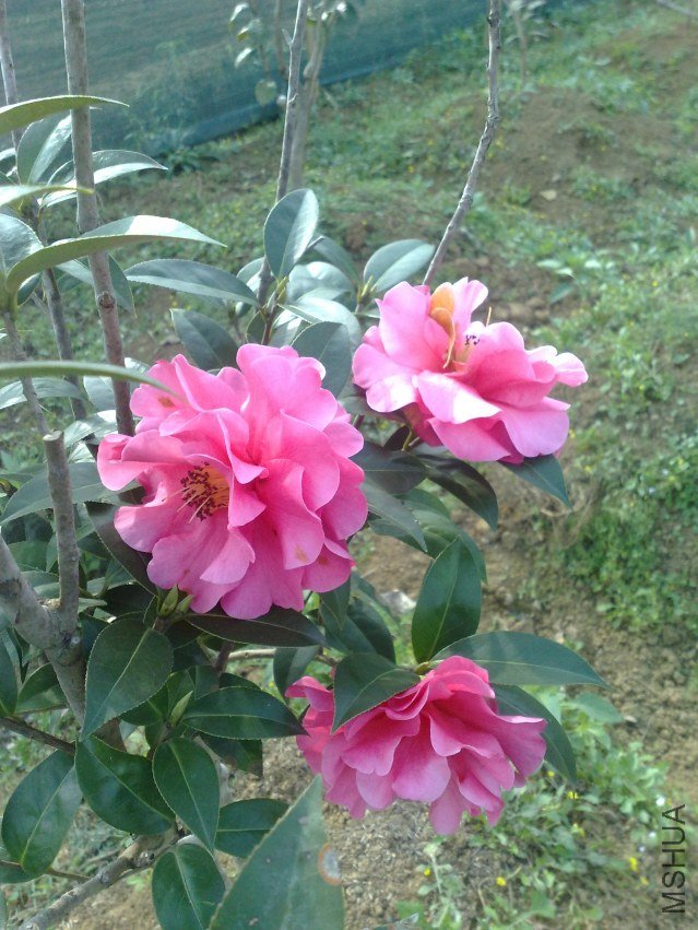 201202181227.jpg