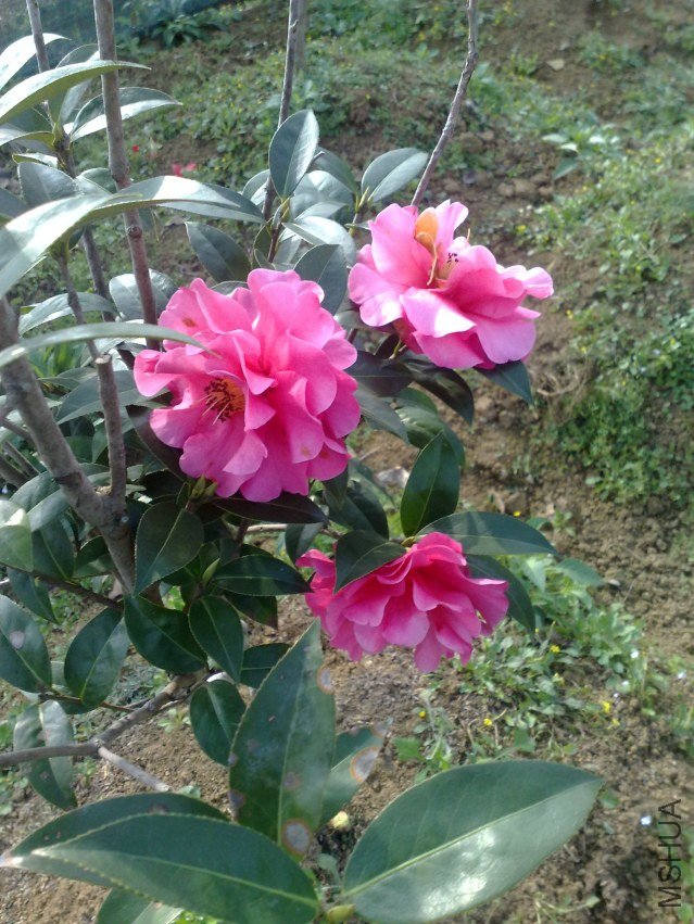 201202181232.jpg