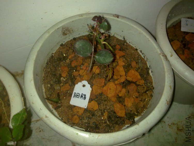 20120221771.jpg
