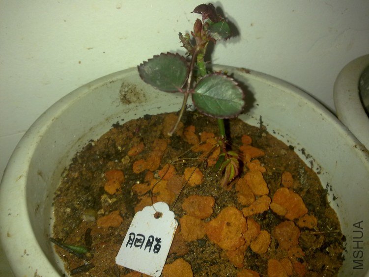 20120221772.jpg
