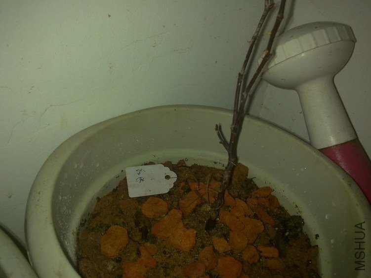 20120221773.jpg