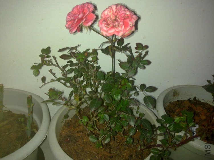 20120221774.jpg
