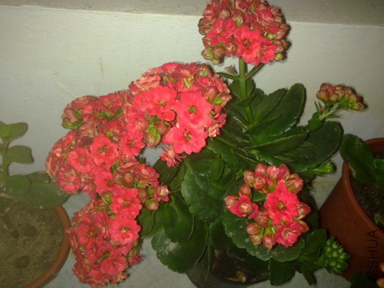 20120221775.jpg