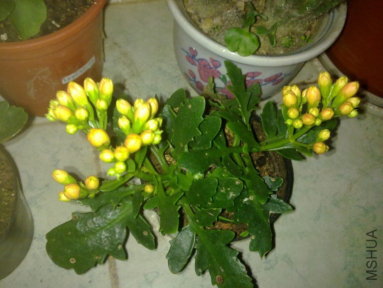 20120221778.jpg