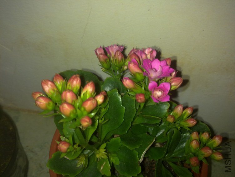 20120221779.jpg
