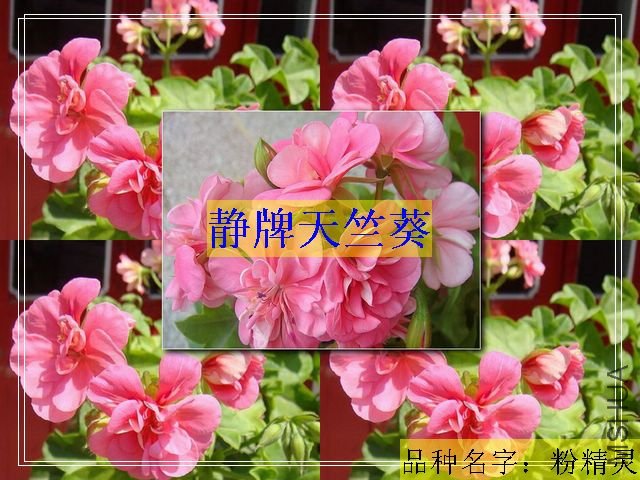DSC0355.jpg