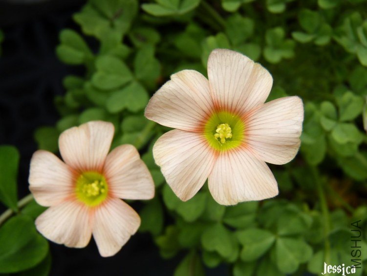 2012.02.21 015 (2).JPG