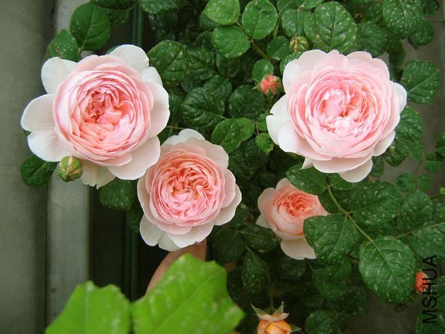 ���Ů��1 of Yifei1406 .jpg