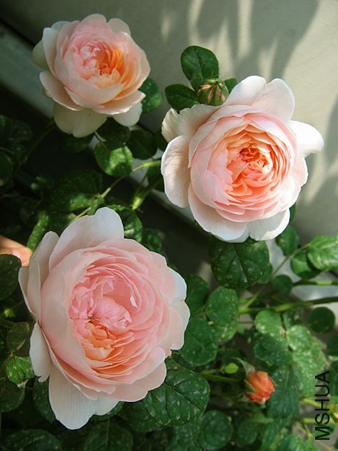 ���Ů��2 of Yifei1406 .jpg