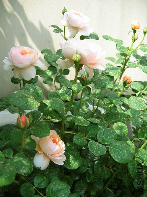 ���Ů��3 of Yifei1406 .jpg