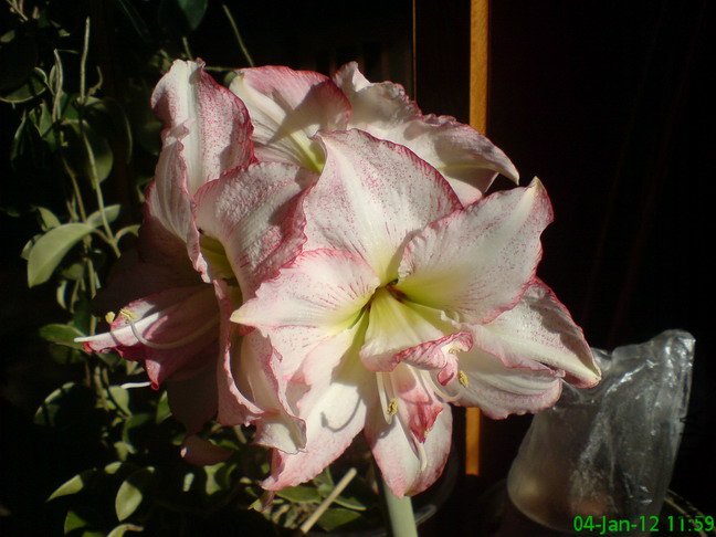 DSC04207_1.jpg
