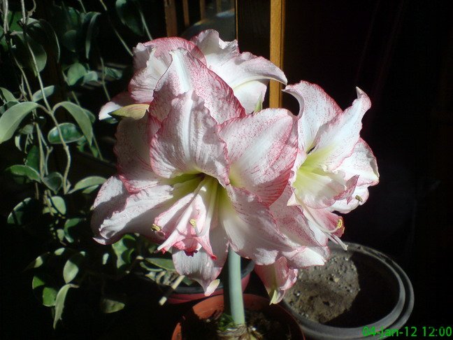 DSC04209_1.jpg