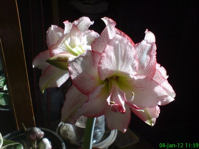 DSC04208_1.jpg