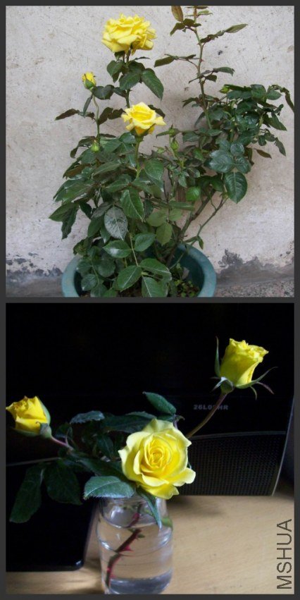 ��ת 100_4633_conew1.jpg