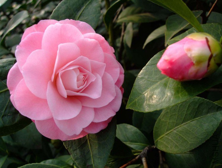 �찲�Ȼʺ� 2012-2-22f(2).jpg