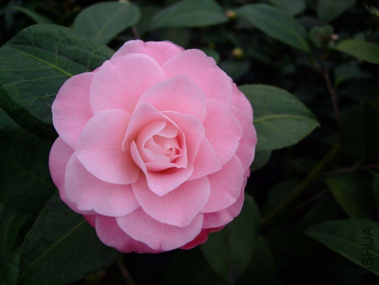 �찲�Ȼʺ� 2012-2-22f(1).jpg