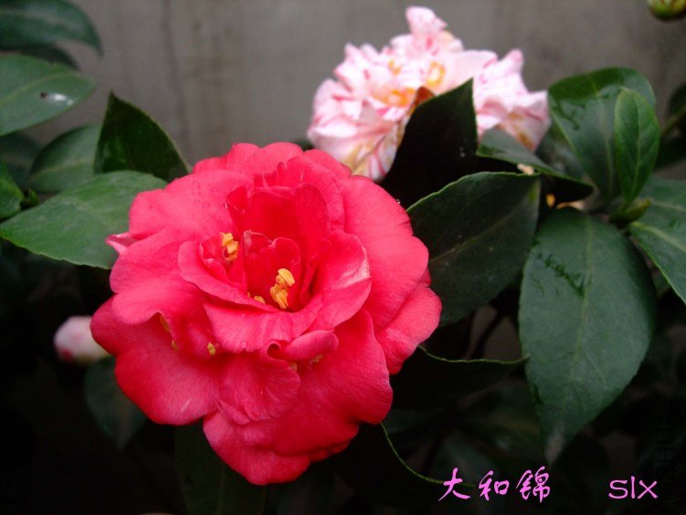 ��Ƭ2012-2-22f 01511.jpg