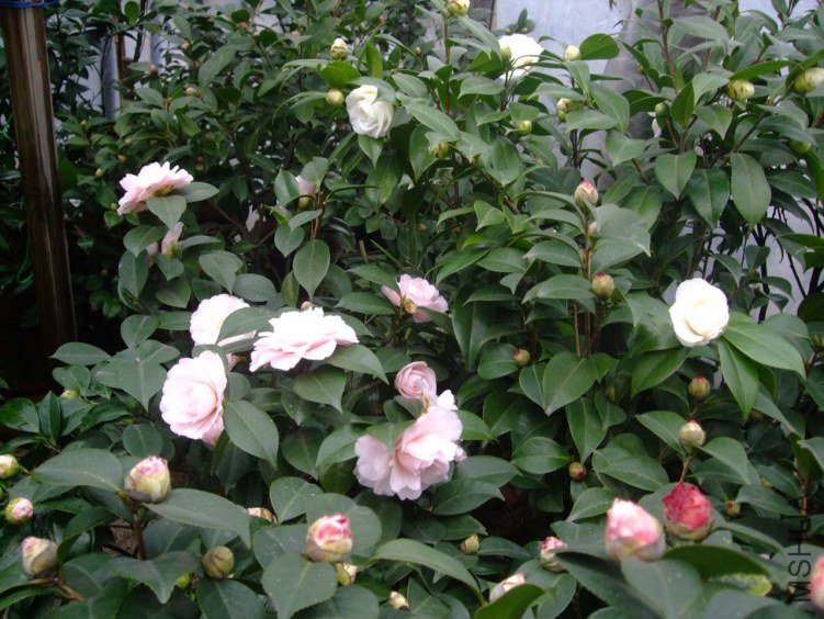 ��Ƭ2012-2-22f 01111.jpg