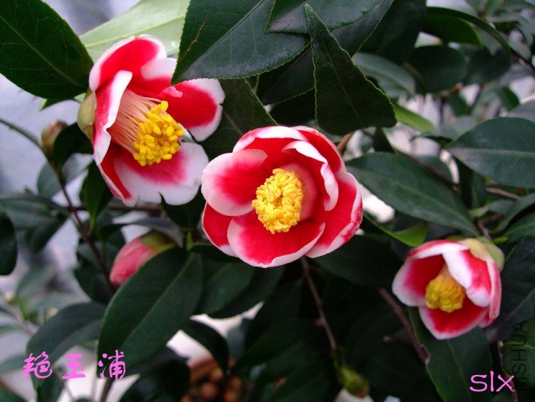��Ƭ2012-2-22f 06711.jpg