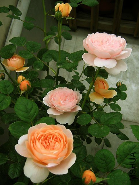 ���Ů��4 of Yifei1406 .jpg