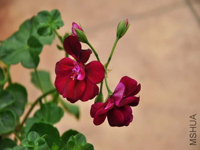 DSC_0377.jpg