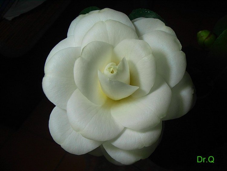 0222-4.JPG