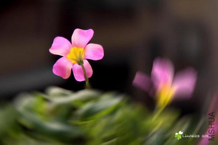 Oxalis obtusa Large Form Dark.JPG