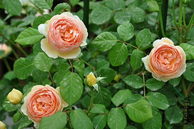 �������õ�1 of Yifei1406 .jpg