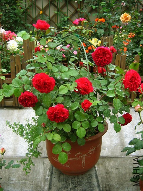 ��ɫ�����1 of Yifei1406 .jpg