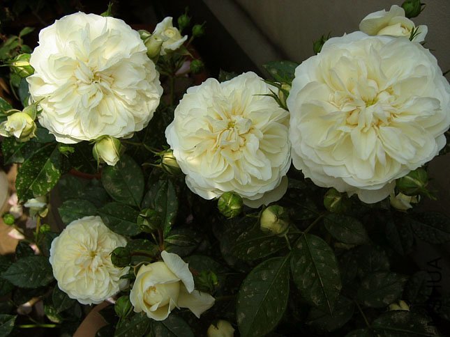 ���������ʿ1 of Yifei1406 .jpg