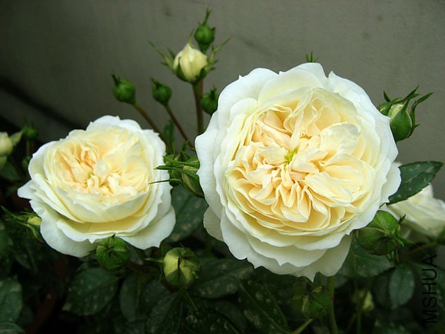 ���������ʿ3 of Yifei1406 .jpg