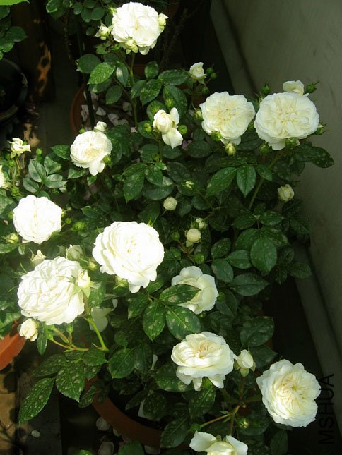 ���������ʿ4 of Yifei1406 .jpg