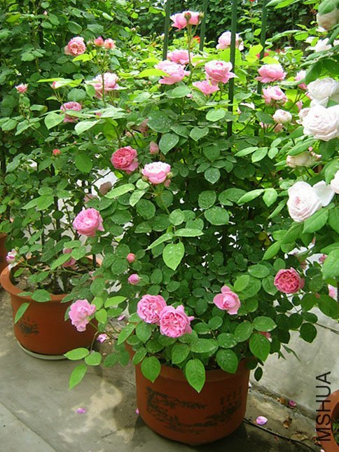 ����•��˹3 of Yifei1406.jpg