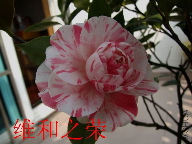 DSCF3134.jpg