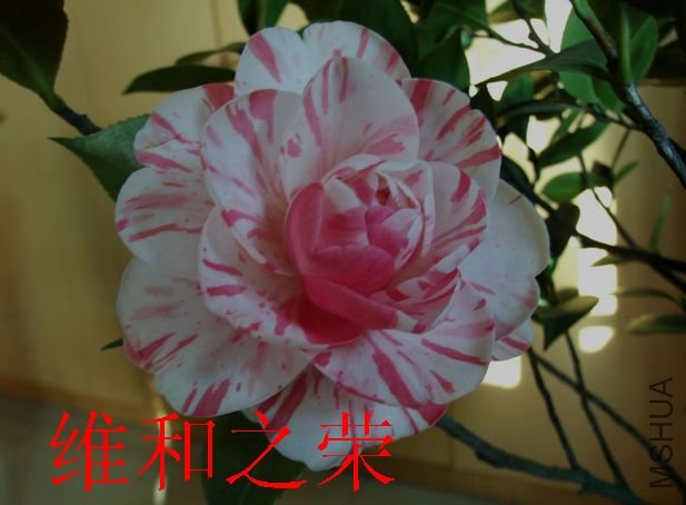 DSCF3145.jpg