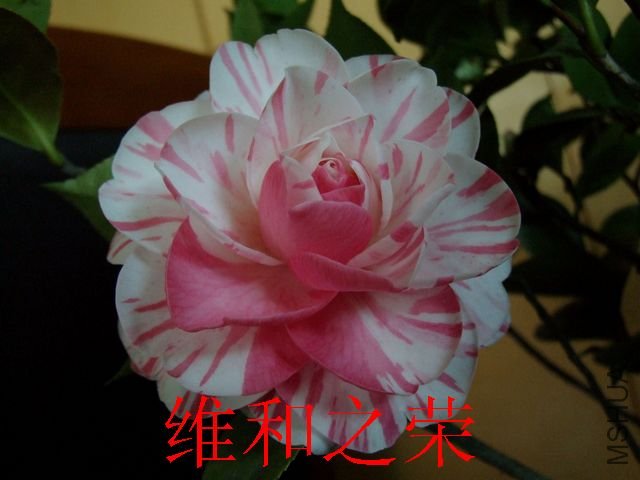 DSCF3168.jpg