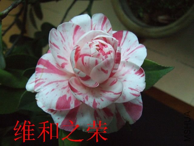 DSCF3116.jpg
