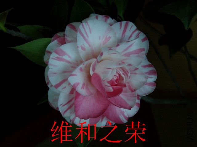 DSCF3185.jpg