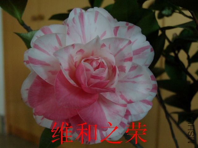 DSCF3209.jpg