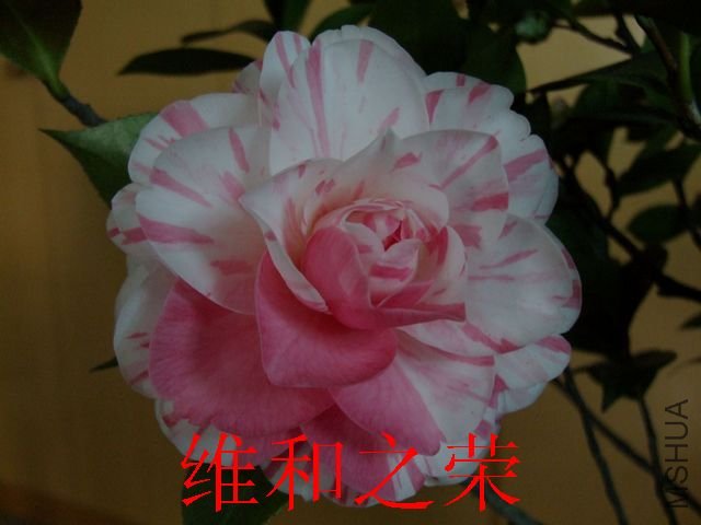 DSCF3210.jpg