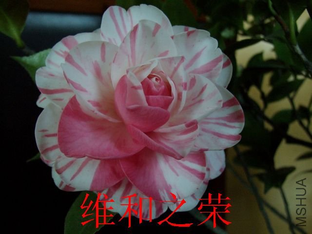 DSCF3178.jpg