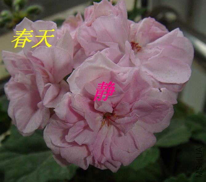 T2rWB0XiBbXXXXXXXX_!!397439216.jpg