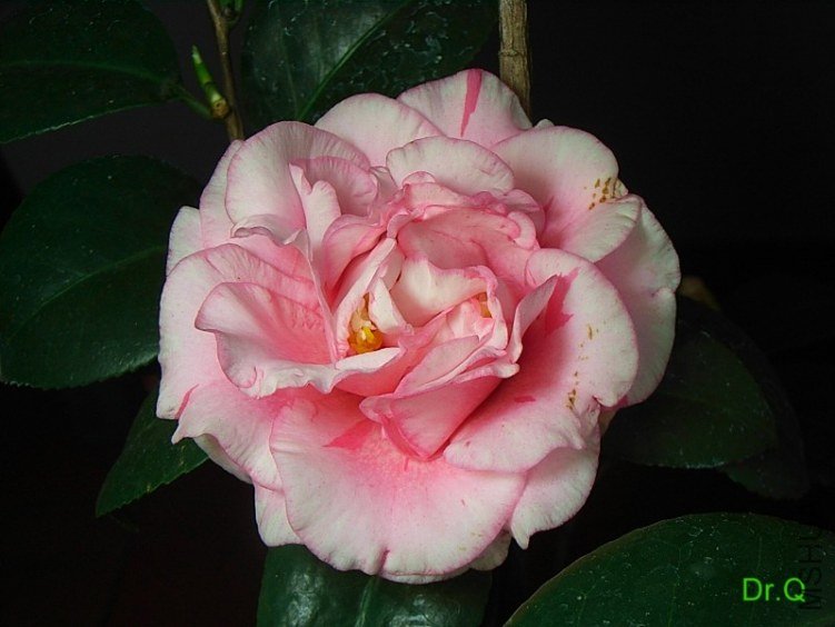 0223-3.JPG